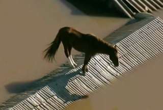 La imagen de un caballo atrapado en el techo de una casa y sin poder moverse se hicieron virales en redes sociales.