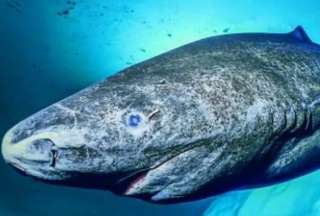 El tiburón de Groenlandia es uno de los animales más longevos que existen.